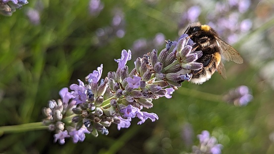 Bee on lavender blossom