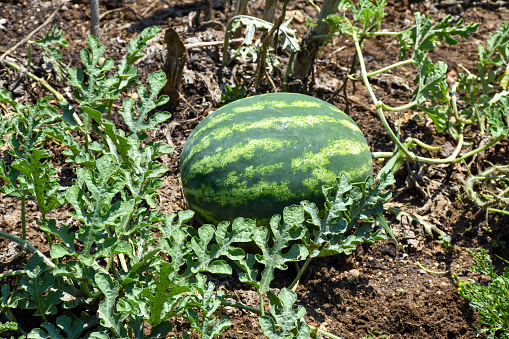 Watermelon field, fresh organic watermelon growing in the garden