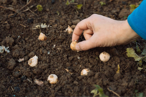 istock a hand holds a muscari bulb before planting in the ground 1424191807
