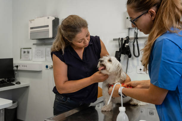 istock Veterinary dressing the wound of a Maltese dog. 1424191854