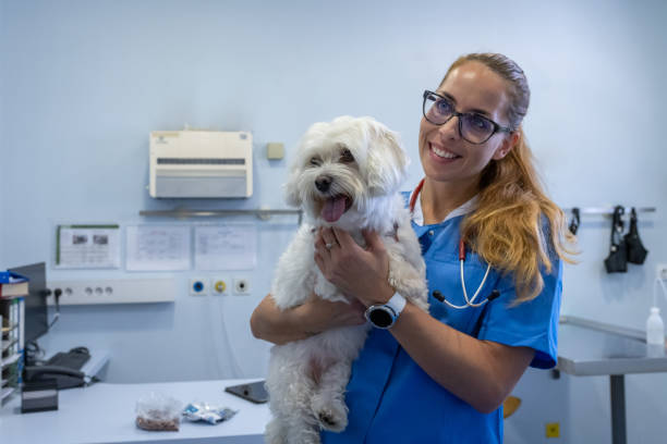 un perro maltés en una camilla de emergencia siendo examinado por un veterinario. - pets dog office vet fotografías e imágenes de stock