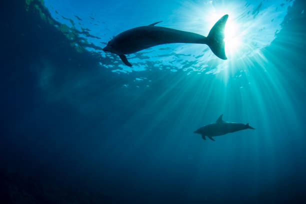 istock Wild dolphins and sunshine on the water 1424195023