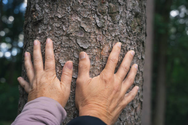 istock A female and a male hand on a tree trunk 1424195051