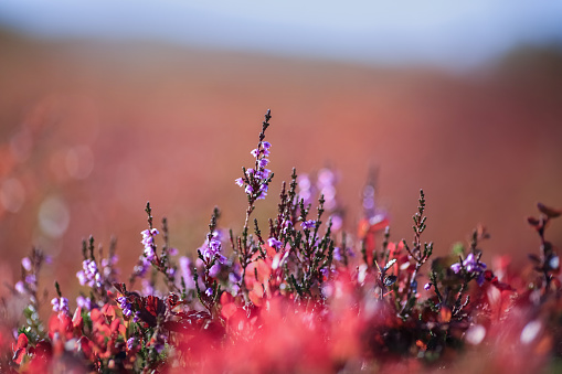 Colorful vivid alpine flora in the mountains in the autumn in Norway, view of the blooming heather