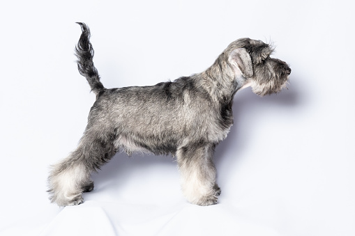 A schnauzer puppy standing up. Portrait of a puppy in close-up on a light background. Training, obedience, preparation for the dog show. The concept of caring for pets, dog day.