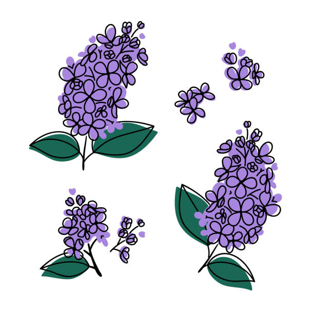 ilustraciones, imágenes clip art, dibujos animados e iconos de stock de flores lilas abstractas. elementos vectoriales aislados. - lavender lavender coloured bouquet flower