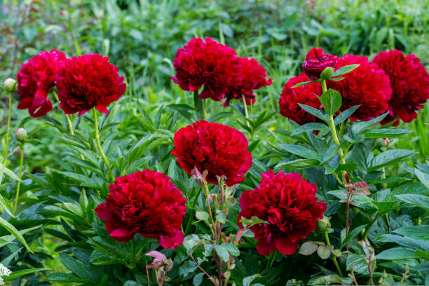 istock Red Peony albiflora. Paeonia officinalis Command Performance in the garden 1424196798