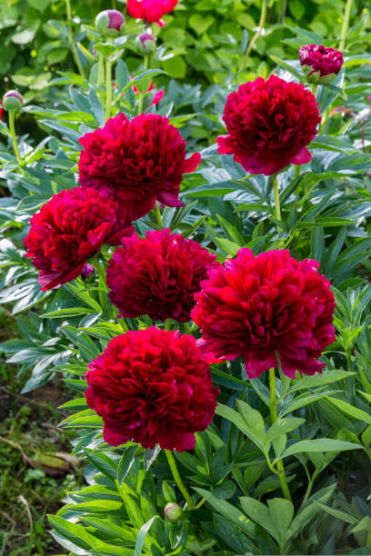 istock Red Peony albiflora. Paeonia officinalis Command Performance in the garden 1424197107