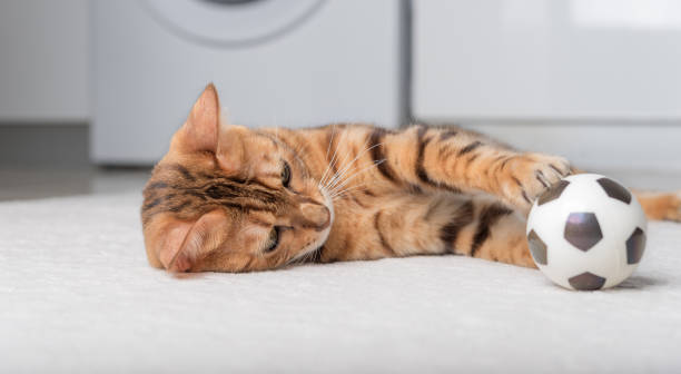 istock Bengal cat plays with a ball on the floor. 1424197173