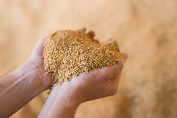 istock Soybean husk in farmer palms - animal feed closeup 1424197246