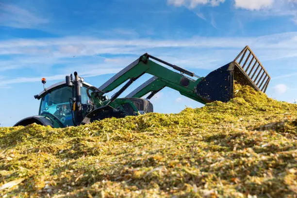 Tractor with front end loader preparing corn silage for cattle at a agricultural plant