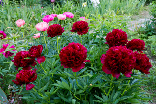 istock Red Peony albiflora. Paeonia officinalis Command Performance in the garden 1424197516