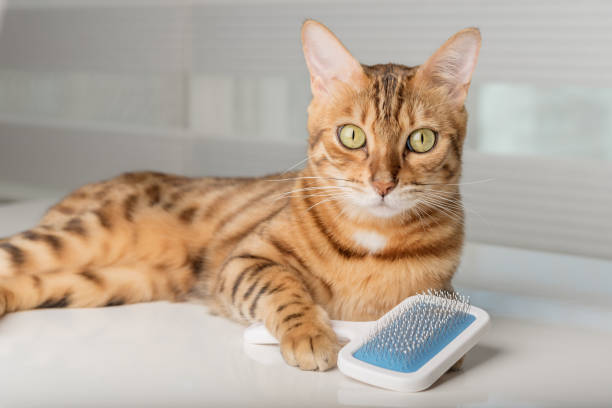 istock Bengal cat with a brush for combing in its paws. 1424197564