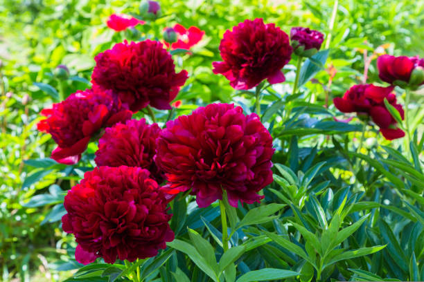 istock Red Peony albiflora. Paeonia officinalis Command Performance in the garden 1424197670