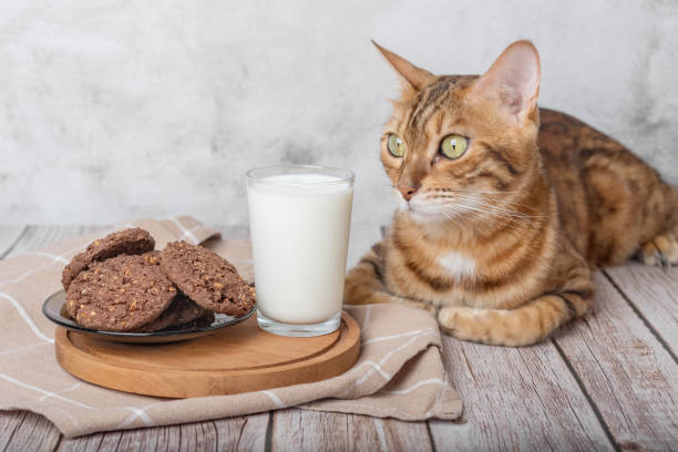 bengal cat, glass of milk and cookies on a wooden table. - domestic cat towel pets animal imagens e fotografias de stock