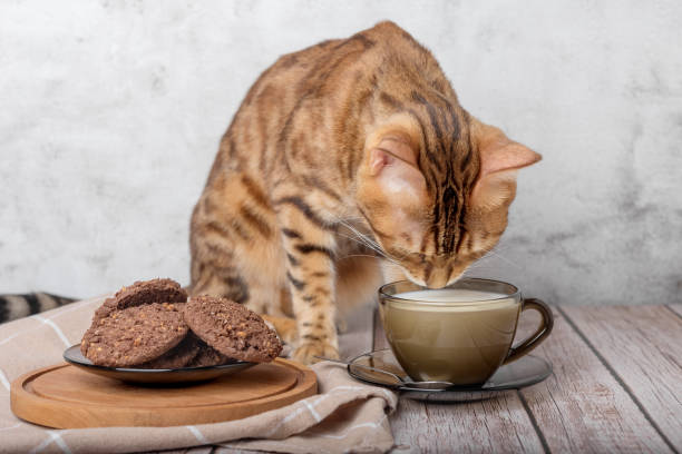 red cat drinks milk from a mug. - domestic cat towel pets animal imagens e fotografias de stock