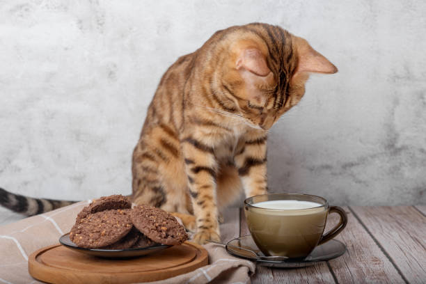 bengal cat, a cup of milk and cookies on a wooden table. - domestic cat towel pets animal imagens e fotografias de stock