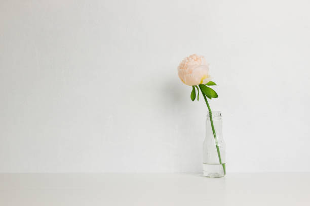 istock A pink rose on a white wall with natural light. 1424198569