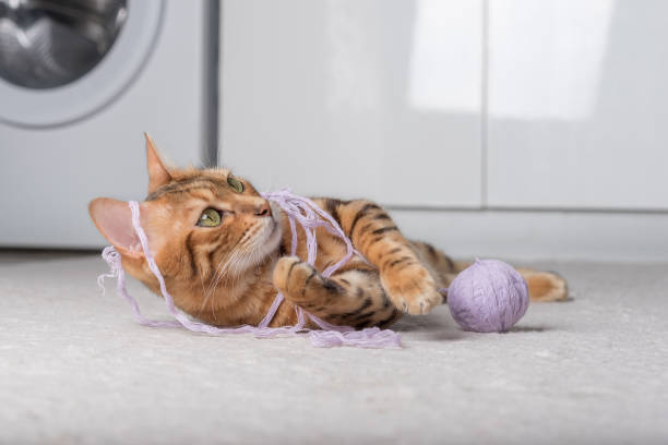 istock Red cat plays with a ball of thread on the carpet. 1424198987