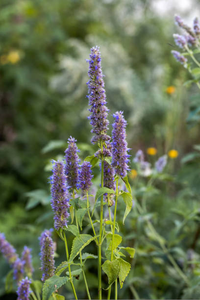 Agastache rugosa is a medicinal and ornamental plant. They are commonly known as Korean Mint. Herbs in the garden. Agastache rugosa is a medicinal and ornamental plant. They are commonly known as Korean Mint. Herbs in the garden. High quality photo agastache stock pictures, royalty-free photos & images