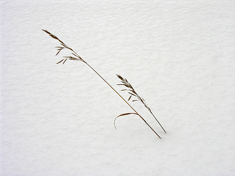 Minimalism in nature - two dried blades of grass against the background of white snow.