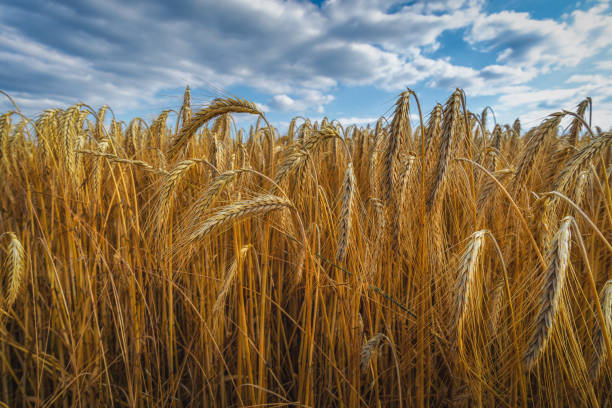 Grain during harvest time with blue sky in background stock photo