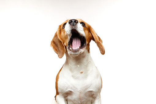 Studio shot of a beagle catching a treat. The dog is isolated on a white background. Funny dog face. A hound dog.