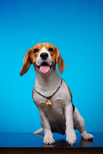 Studio portrait of a beagle dog on a blue background. Funny dog face. A hound dog. Best friend. World Pet Day.