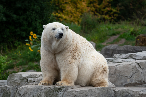 a Polar Bear walks across the ice pack near the north pole