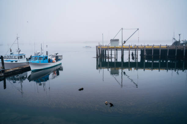 istock Otter nursery in Morro Bay California 1424203276