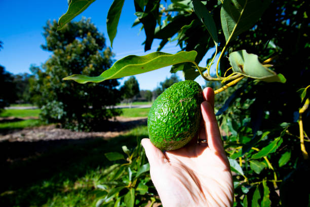 organic avocado plantation - avocado australia crop farm imagens e fotografias de stock