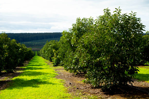 органическая плантация авокадо - avocado australia crop farm стоковые фото и изображения