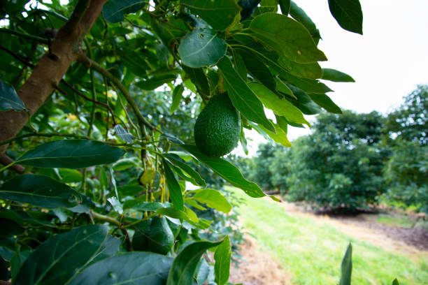 organic avocado plantation - avocado australia crop farm imagens e fotografias de stock