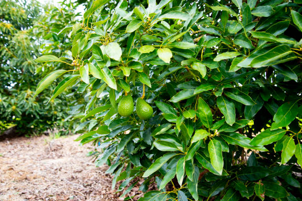 plantation d’avocats biologiques - avocado australia crop farm photos et images de collection