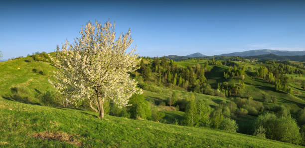 istock Flowering apple tree on a grassy meadow 1424208576