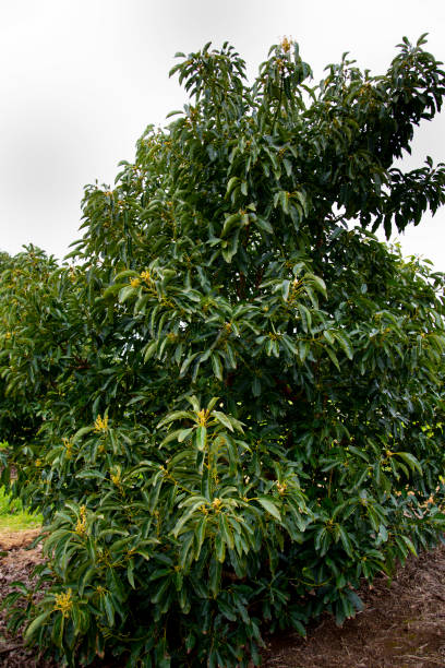 organic avocado plantation - avocado australia crop farm imagens e fotografias de stock