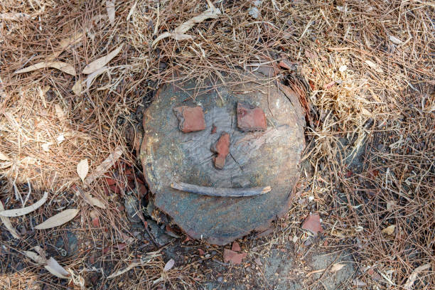 istock Tree stump with funny face on forest floor, top view 1424210982