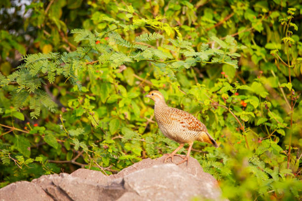 Grey francolin, Ortygornis pondicerianus, satara maharashtera india 