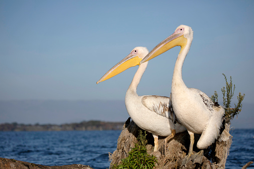 Great white pelicans, Pelecanus onocrotalus, Kenya,East Africa