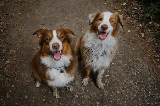 Beautiful portrait of a Shetland sheepdog.