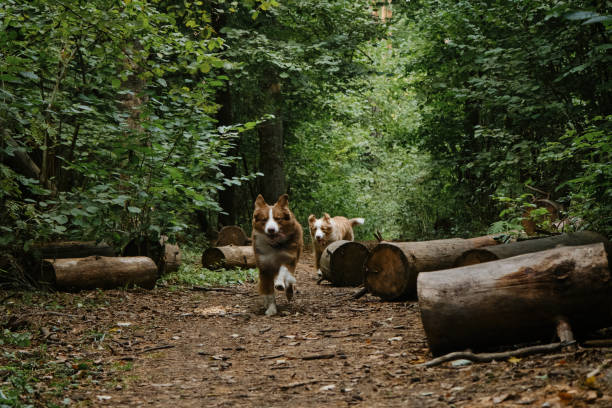 Australian Shepherds run on forest road in summer. Happy best friends aussie red tricolor and red merle have fun together in park. Logs on trail. Front view. Two brothers dog are adult littermates. dos hermanos perros son compañeros de camada adultos. los pastores australianos corren por la carretera forestal en verano. felices mejores amigos aussie rojo tricolor y rojo merle se divierten juntos en el parque. vista frontal. troncos en el sendero.