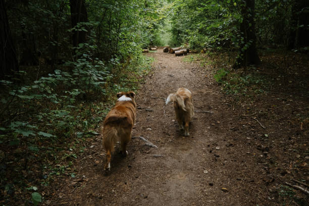 Australian Shepherds run along forest road in summer. Happy best friends aussie red tricolor and red merle have fun together in park. Rear view from above. Two brothers dog adult littermates. felices mejores amigos aussie rojo tricolor y rojo merle se divierten juntos en el parque. vista trasera desde arriba. dos hermanos perros compañeros de camada adultos. los pastores australianos corren a lo largo del camino forestal en verano.