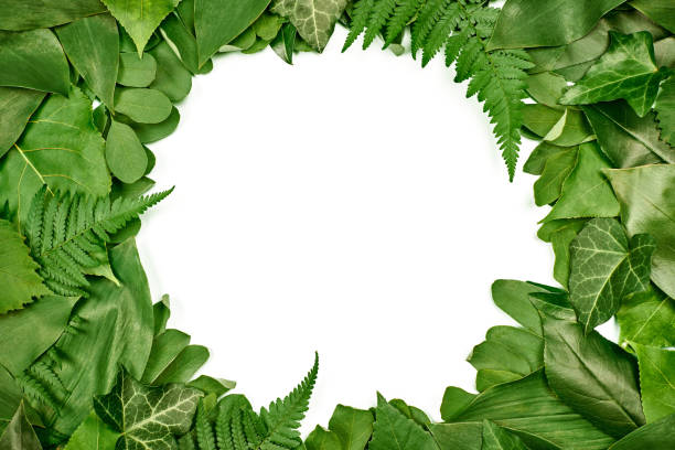 istock Green leaves circle frame with white empty copy space in center, flat lay top view 1424214729