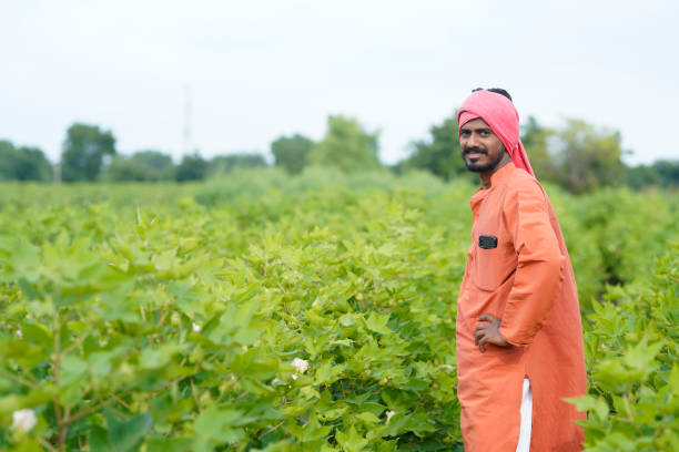 istock young indian farmer at cotton agriculture field. 1424218449