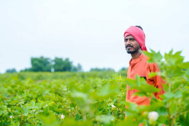 istock young indian farmer at cotton agriculture field. 1424219044