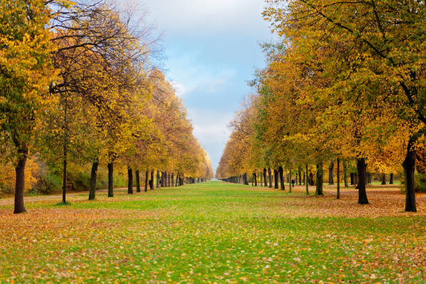 istock Empty road in the autumn park 1424220164