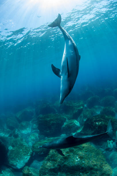 istock Wild dolphins diving in the sun 1424220877