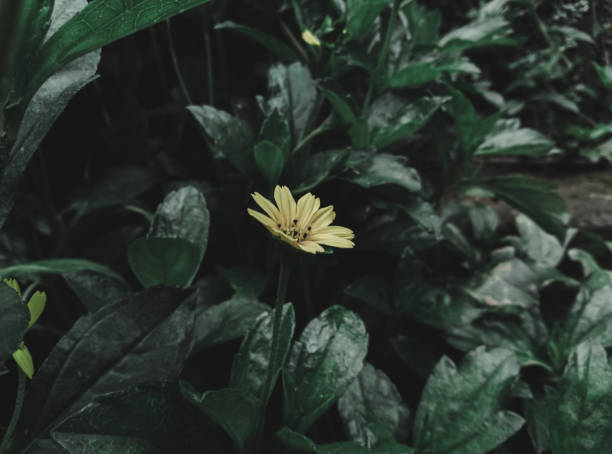 istock Chinese Wedelia Flower 1424221512