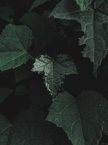 istock Closeup of a shaped shiny leaf. 1424221522