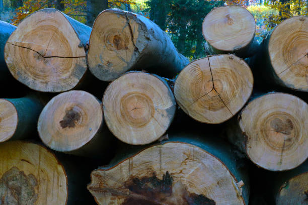 Felled tree trunks lie in the forest. Timber harvesting
